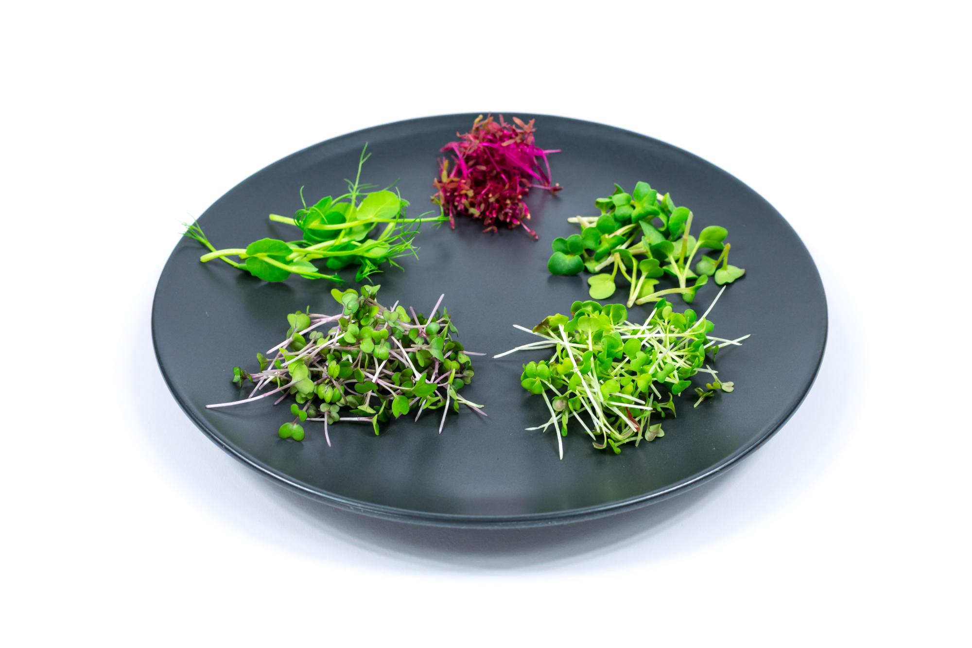 Signature plated dish with microgreens on dark plate